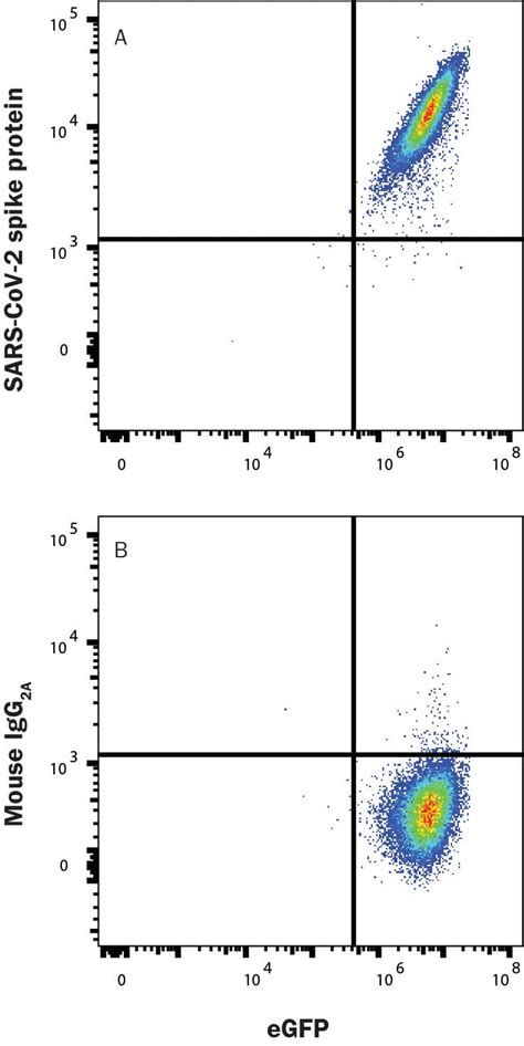 SARS CoV 2 Spike S2 Subunit Antibody MAB10557 100 R D Systems