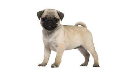 Pug Png Transparent Images Png All