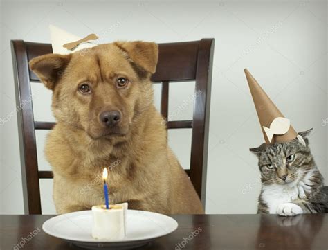 Pet Birthday party Stock Photo by ©websubstance 22665617