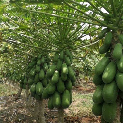 Anak Pokok Betik - Kebuna Putrajaya