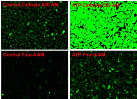 A New Robust Fluorescent Calcium Indicator For Ca2 Flux Assays In