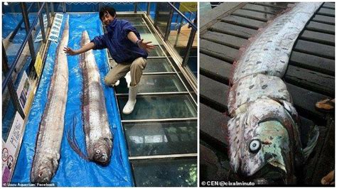 Dianggap Pertanda Gempa Bumi Ikan Oarfish Ditemukan Di Peru Warga