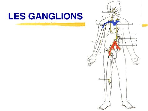 Ppt Le Drainage Lymphatique Manuel Powerpoint Presentation Free