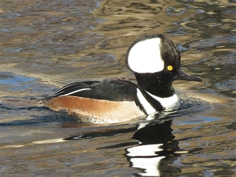 Toronto Wildlife - More Hooded Merganser Ducks