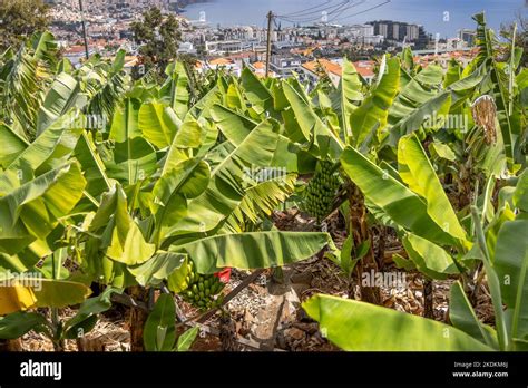 Banana Plantation overlooking Funchal, Madeira, Portugal Stock Photo - Alamy