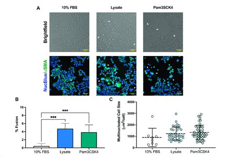 Multinucleated Cell Formation In Raw Blue™ Macrophages At 72 H A Download Scientific Diagram