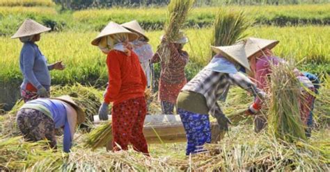 Kementan Petani NTB Minati Asuransi Pertanian MONITOR