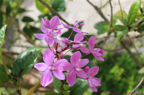 FLOWERS IN THE PHILIPPINES: Purple "Lubi Lubi" Flower