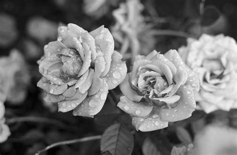 Roses Black And White Flowers Bonito Drops HD Wallpaper Peakpx