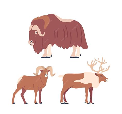 Premium Vector | Arctic horned animals include the majestic muskoxen or
