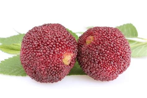 Myrica rubra stock image. Image of healthy, chinese, ripe - 54842923