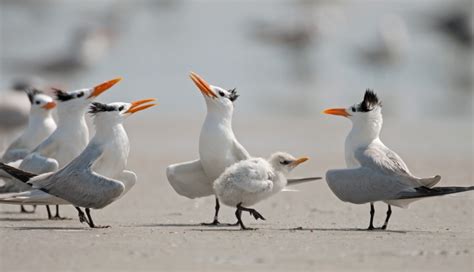 Royal Tern Ocean Treasures Memorial Library