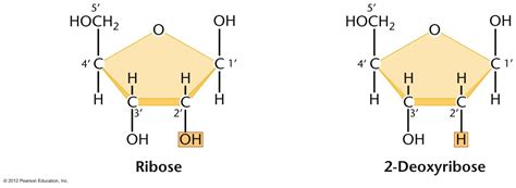 Biomolecules Sci Pi Tutor