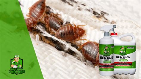 Adiós a las molestias Bed bug knocker la solución eficaz para