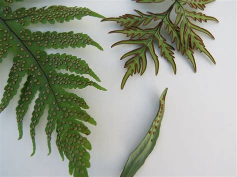 Sori Sampling Of Native Hawaiian Ferns Left Iwa Iwa Lau Flickr