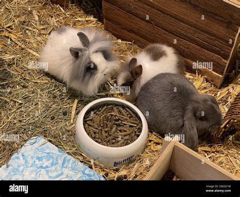 Cute baby bunnies eating food Stock Photo - Alamy