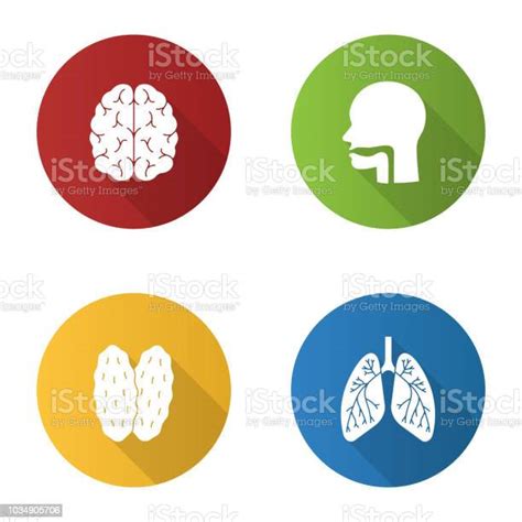 내부 장기를 아이콘 건강관리와 의술에 대한 스톡 벡터 아트 및 기타 이미지 건강관리와 의술 그림자 기관지 기관지나무