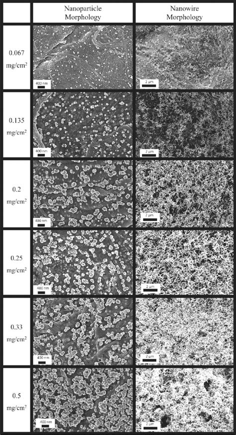 Representative FESEM images of photographically developed silver halide... | Download Scientific ...