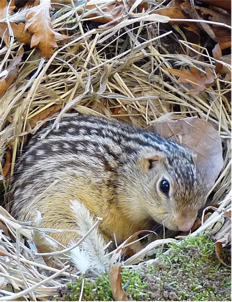 Hibernating squirrels and hamsters evolved to feel less cold