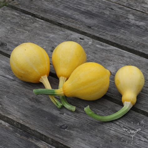 Summer Squash Lemon Organic Vital Seeds