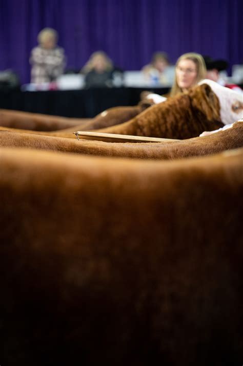 American Hereford National Shows Archives American Hereford Association