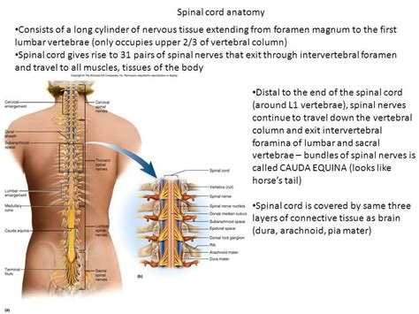 Master the Fundamentals: Anatomy and Physiology 1 Exam 1 Guide