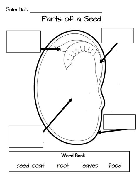 Parts Of A Seed Printable Free Diagram