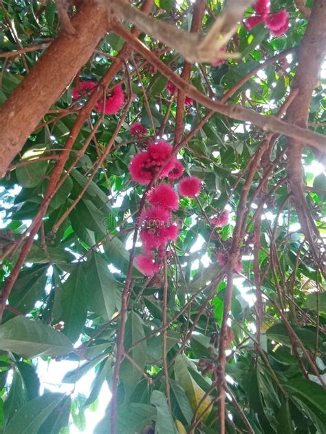 Water Guava Tree Flowers in Front of the House Stock Image - Image of front, fruit: 291844593