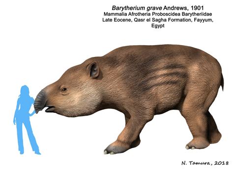 Barytherium