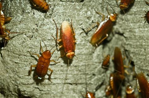 Cockroach Treatments | Bakersfield Cockroach Clean-Outs | Cockroach Exterminator