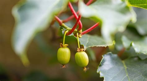 How to Plant, Grow, and Care For Hardy Kiwi