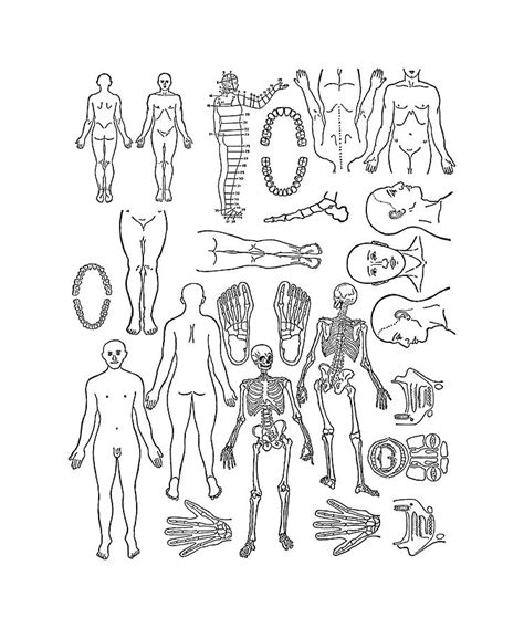 Various Human Body Parts Drawing By Csa Images Pixels