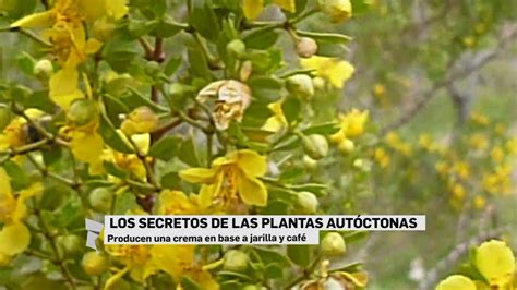 Plantas Autoctonas Animadas