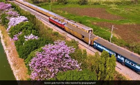 Video Captures Aerial View Of Bengaluru City Decked Up With Pink Flowers