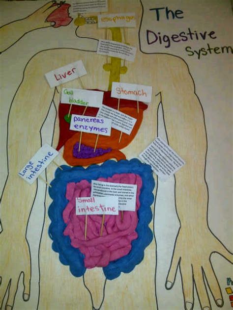 Exploring The Digestive System Create Webquest