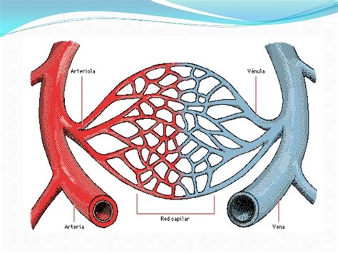 El Blogticario Porqu Las Venas Son Azules Si La Sangre Es Roja