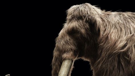 Reviving Giants The Mammoth Task Of Bringing Woolly Mammoths Back To Life