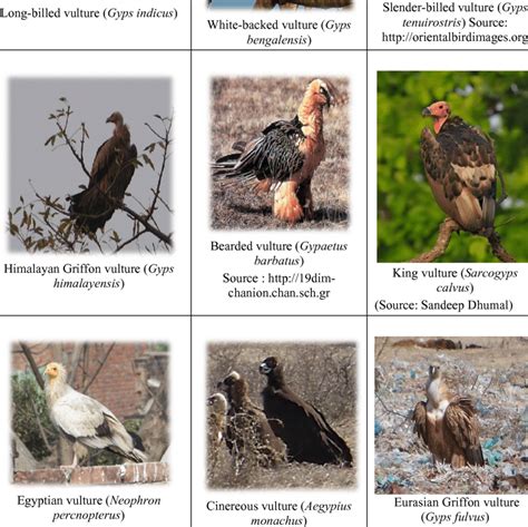 Vulture Species in India | Download Table