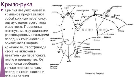 Биологические особенности строения мышей