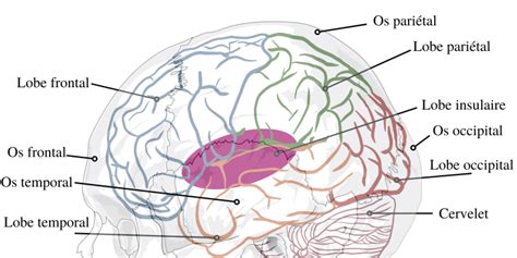 Anatomie Du Cerveau Humain Speechneurolab