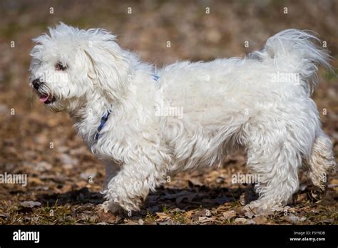 Maltese Havanese Mix Puppies