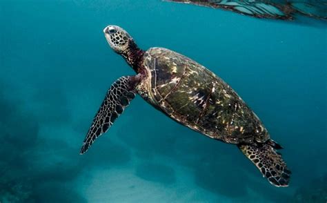 Loggerhead Sea Turtle Habitat Map