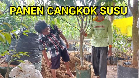 Panen Cangkok Susu Mangga Dan Media Tanam Youtube