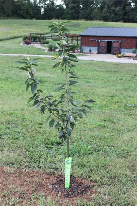 The Ultimate Guide To Fruit Trees Preparation Planting Chris