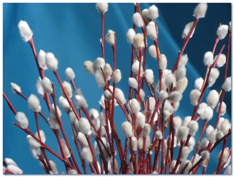 Верба картинка для детей