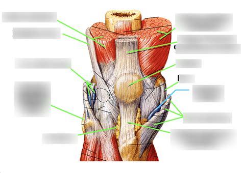 Anterior Knee Diagram Quizlet