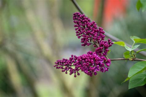 Flower, Lilac, Syringa Vulgaris Free Stock Photo - Public Domain Pictures