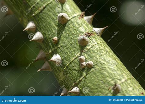 The Nature Of The Thorn Bombax Ceiba Sharp Stock Photo Image Of Bark