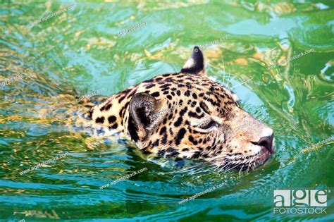 Orange Jaguar Swimming In The Water Stock Photo Picture And Low