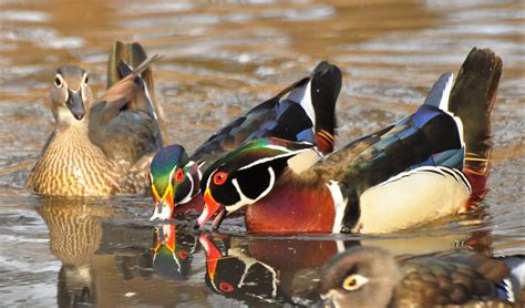 The Amazing Wood Duck Iowa Wildlife Federation